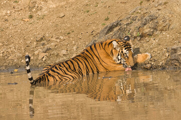 Naklejka na ściany i meble Female Bold and Ferocious Tiger drinking water at water body at Kabini, Nagarhole National Park, Karnataka, India 