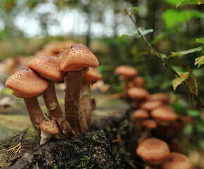 Grzyb Opieńka miodowa © Marcin