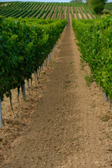 Fototapeta na wymiar Technologies of tillage under the grapevine. Vineyards of Bodenheim, Rheinland Pfalz, Germany. 