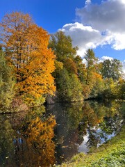 autumn in the forest