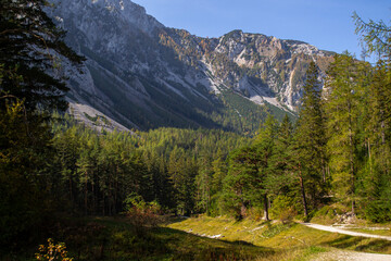 Dense coniferous forest against the background of the Alpine mountains in the rays of the autumn sun
