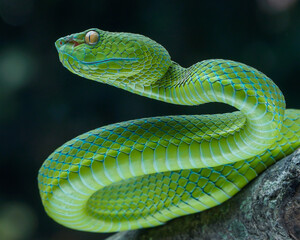green snake on a tree