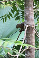 squirrel