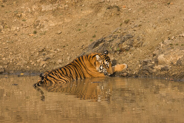 Fototapeta na wymiar Female Bold and Ferocious Tiger drinking water at Kabini, Nagarhole National Park, Karnataka, India 
