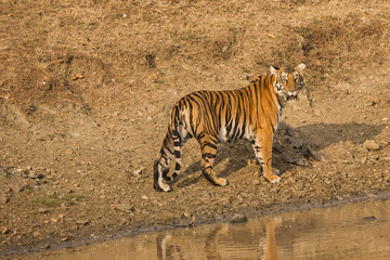 Fototapeta na wymiar Female Bold and Ferocious Tiger at Kabini, Nagarhole National Park, Karnataka, India 