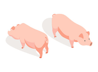 Farm animal isometric. Domestic animal in 3d flat back and front view. Cute game character of pig.  icon