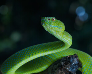 green snake on a branch