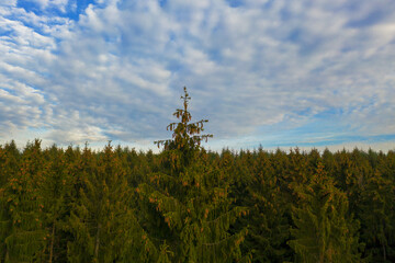 Baumspitzen an einem Sommertag bei blauem Himmel mit Wolken