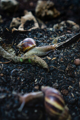 couple of snail crawling on a soil, Achatina Fulica causing pest issue in the garden