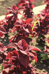 red leaves in autumn