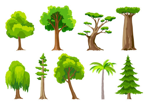 Trees collection. Eco concept of nature plant.  flat green forest tree icons. Willow, oak, acacia, baobab, pine, spruce, palm isolated on white background. Garden botanical elements