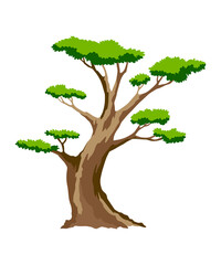 Tree. Eco concept of nature plant.  flat green acacia tree icon isolated on white background. Garden botanical element