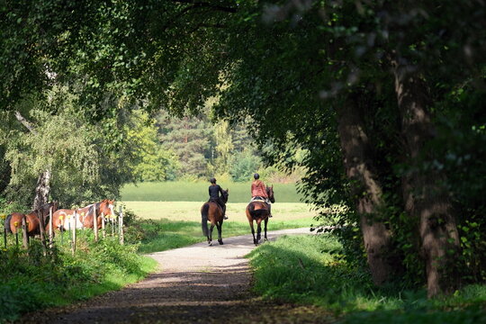 Zwei Reiter bei einem Ausritt im Herbst