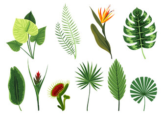 Tropical leaves plants collection. Different type exotic foliage set. Green decorative jungle plants.  hand drawn botanical graphic elements