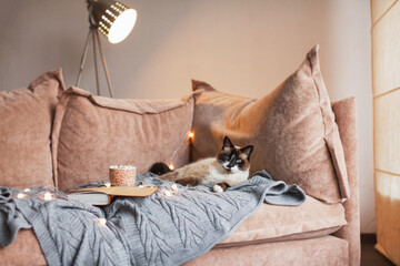 Сute domestic ginger cat lying on sofa in living room