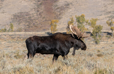 Bull Moose in the rut in Wyoming in Autumn