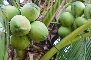 coconut fruit on tree. coconut agriculture concept