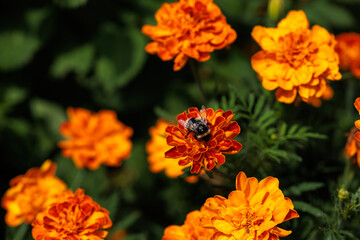 Fototapeta premium Orange velvets bloom in the garden and bumblebees in them