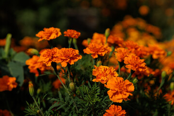 Orange velvets bloom in the garden