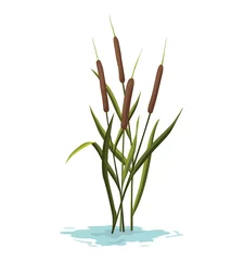 Foto op Plexiglas Marsh and wetland plant. Hand drawn botanical item. Swamp flora and fauna. Common plant grow in water, isolated illustration © the8monkey