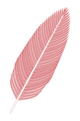 Bird Feather (red). Vector illustration.
