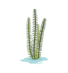 Marsh and wetland plant. Hand drawn botanical item. Swamp flora and fauna. Common plant grow in water, isolated illustration