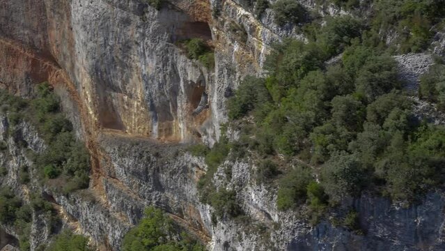 Griffon vulture, Eurasion griffon (Gyps fulvus) in effortless flight riding on canyon breeze and updrafts  