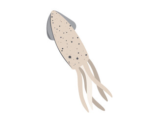 Fresh squid isolated on white background. Flat vector illustration