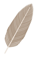 Bird Feather (brown). Vector illustration.