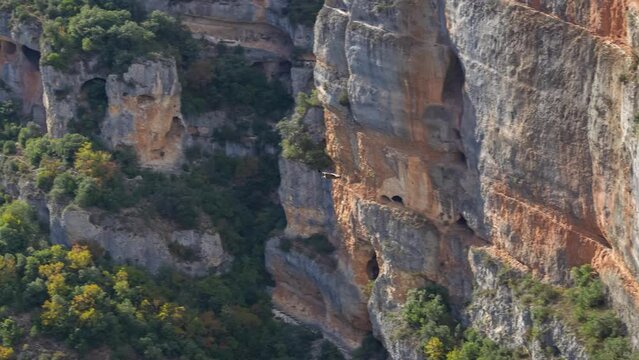 Griffon vulture, Eurasion griffon (Gyps fulvus) in effortless flight riding on canyon breeze and updrafts  