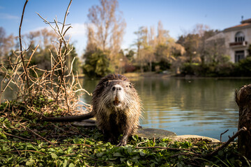 Fototapete bei efototapeten.de bestellen   