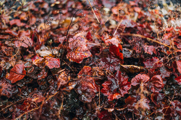 Red grass rainy day