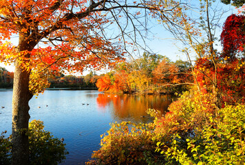 Beautiful New England Fall Foliage with water reflections at sunrise , Boston Massachusetts.