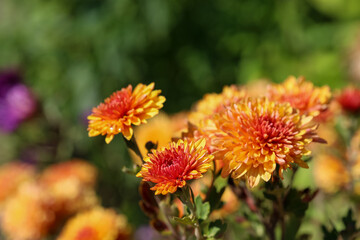 Orange chrysanthemums with raindrops