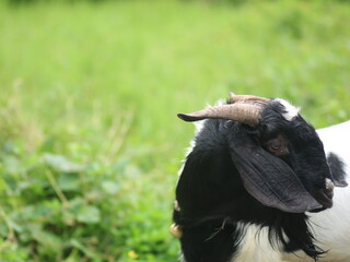 A black goat look at the camera