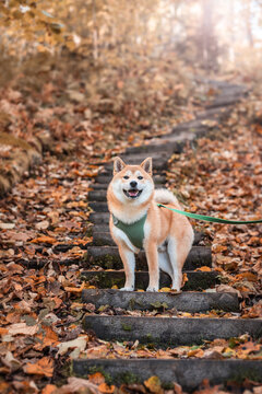 5 month shiba inu puppy on the wooden steps at nature park in autumn