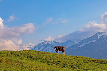 Kuh vor Oberstdorfer Bergen - Allgäu