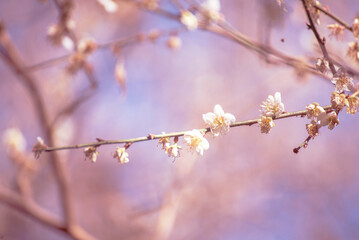 Pink Pastel flower floral soft nature blossom blurred background. Vintage retro romance plum botanical bloom spring season. Blurry Cherry blossom petals plant in beautiful garden. Backdrop template