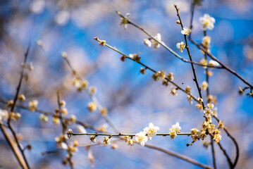 Purple Pastel flower floral soft nature blossom blurred background. Vintage retro romance plum botanical bloom spring season. Blurry Cherry blossom petals plant in beautiful garden. Backdrop template