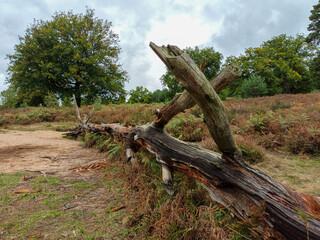 Landschaft und toter Baum in der Wahner Heide im Herbst