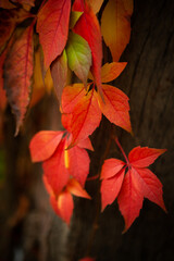 Autumn Leaves