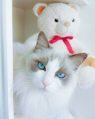 White blue bicolour purebred ragdoll cat (young female) with blue eyes looking straight at camera....