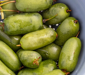 mini baby kiwi in bowl, organic fruit from home garden 