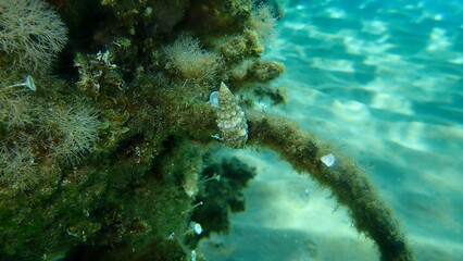 Seashell of common cerith or European cerith (Cerithium vulgatum) undersea, Aegean Sea, Greece, Halkidiki. House for hermit crab.