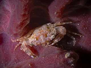 Swimming crab on purple sponge at night