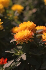 yellow flower on a green background