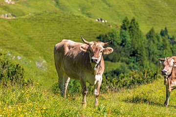 Kuh - Allgäu - Alpen - Berge - malerisch - Hörner