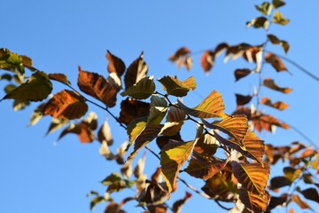 広葉樹の葉と秋の青い空