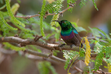 Common Sunbird in Kenya Africa