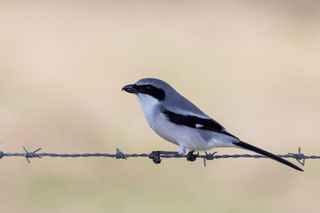 Loggerhead Shrike perched on barbed wire